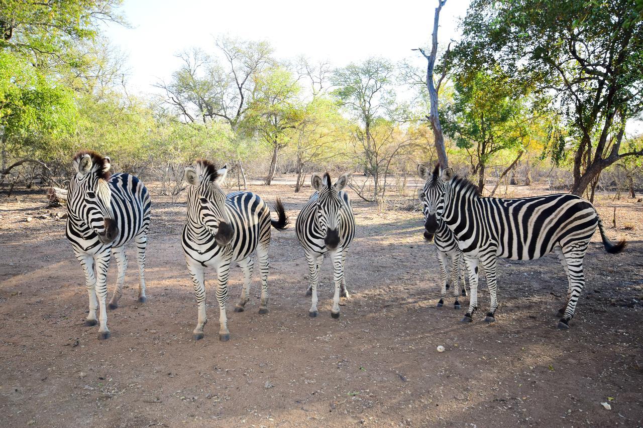 Mananga Bush Villa Skukuza Extérieur photo
